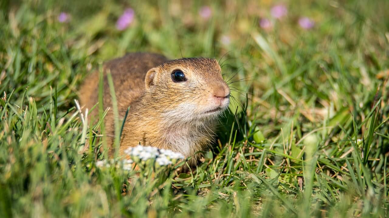 get rid of gophers