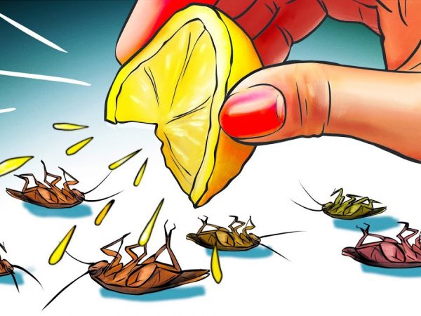 How to Get Rid of German Roaches Overnight